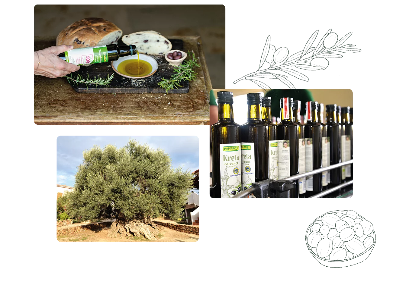 Olivenöl Warenkunde Collage aus drei Bildern zum Olivenöl - gezeigt werden abgefüllte Flaschen in der Produktion, ein alter Olivenbaum und eine Flasche Rapunzel Polyphenolia, deren Inhalt in eine Schüssel gegossen wird.
