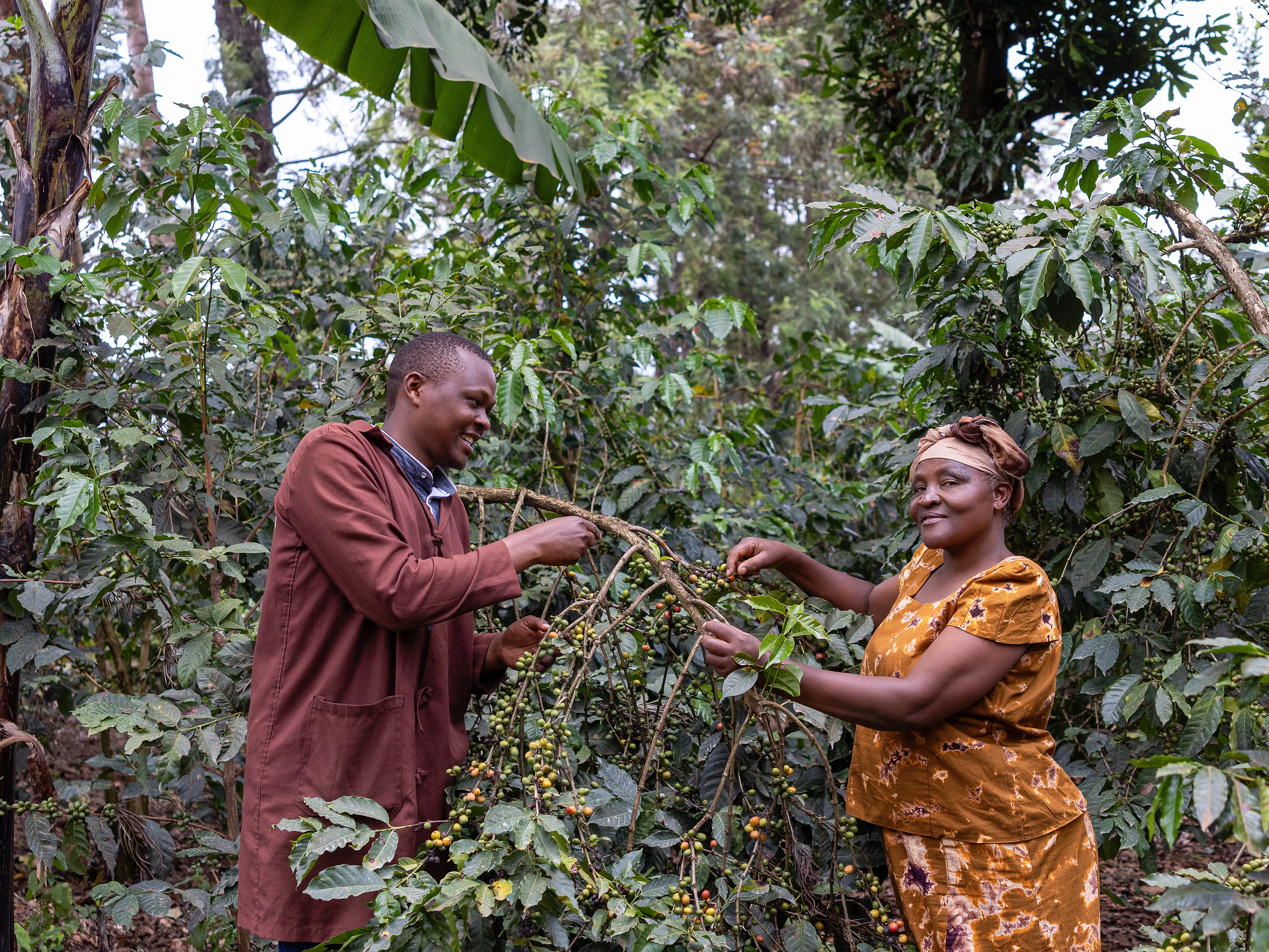 Zwei Bauern, wie sie ihre Sträucher begutachten. 