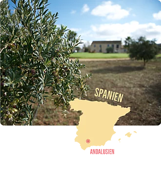 Olivenanbau in Andalusien – Finca La Torre im Hintergrund. Detailaufnahme eines Olivenbaums im Vordergrund, dahinter verschwommen die Gebäude der Finca La Torre in der andalusischen Landschaft – Symbol für nachhaltigen Olivenanbau.