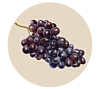 Balsamico