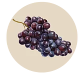 Balsamico