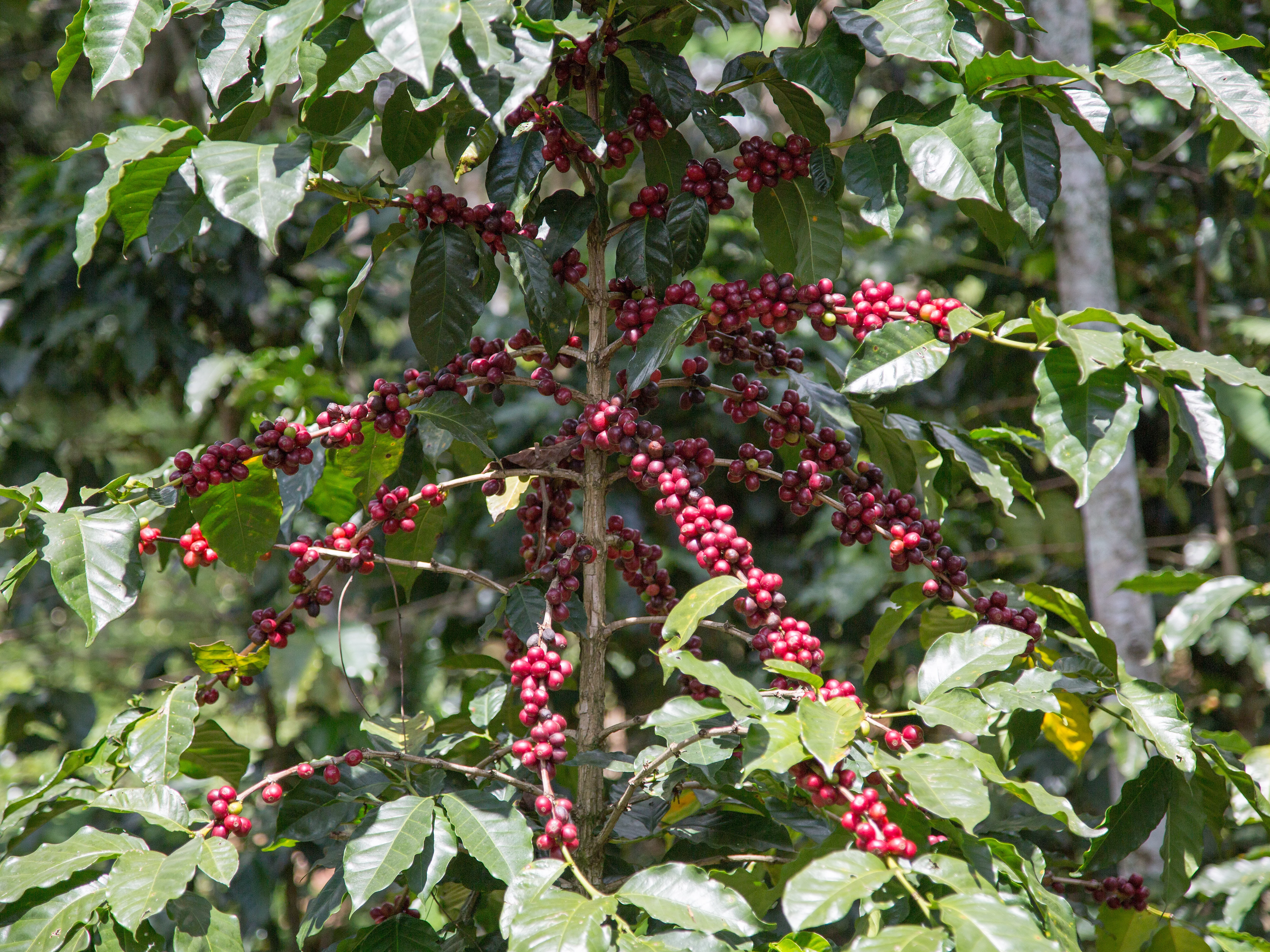 Kaffeeanbau profitiert von Agroforstsystemen. Ein blühender Kaffeestrauch in einem Dickicht aus Grün.
