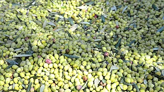 Frisch geerntete Oliven aus kontrolliert biologischem Anbau – Ausgangspunkt für Rapunzel Bio-Olivenöl.