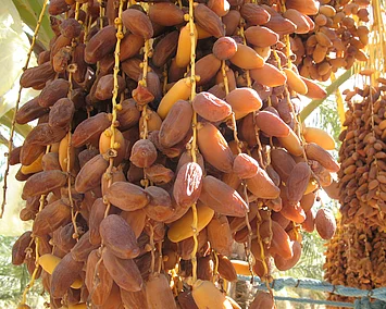 Ein Fruchtstand von Datteln der Sorte Deglet Nour.
