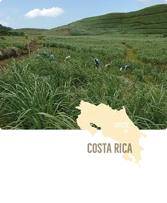 Ein Zuckerrohrfeld in Costa Rica. Leicht darunter eine illustrierte Landkarte von Costa. 