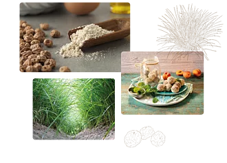 Drei Bilder zu Erdmandeln, von der Rohware über den Anbau bis zur Verwendung in einem Rezept