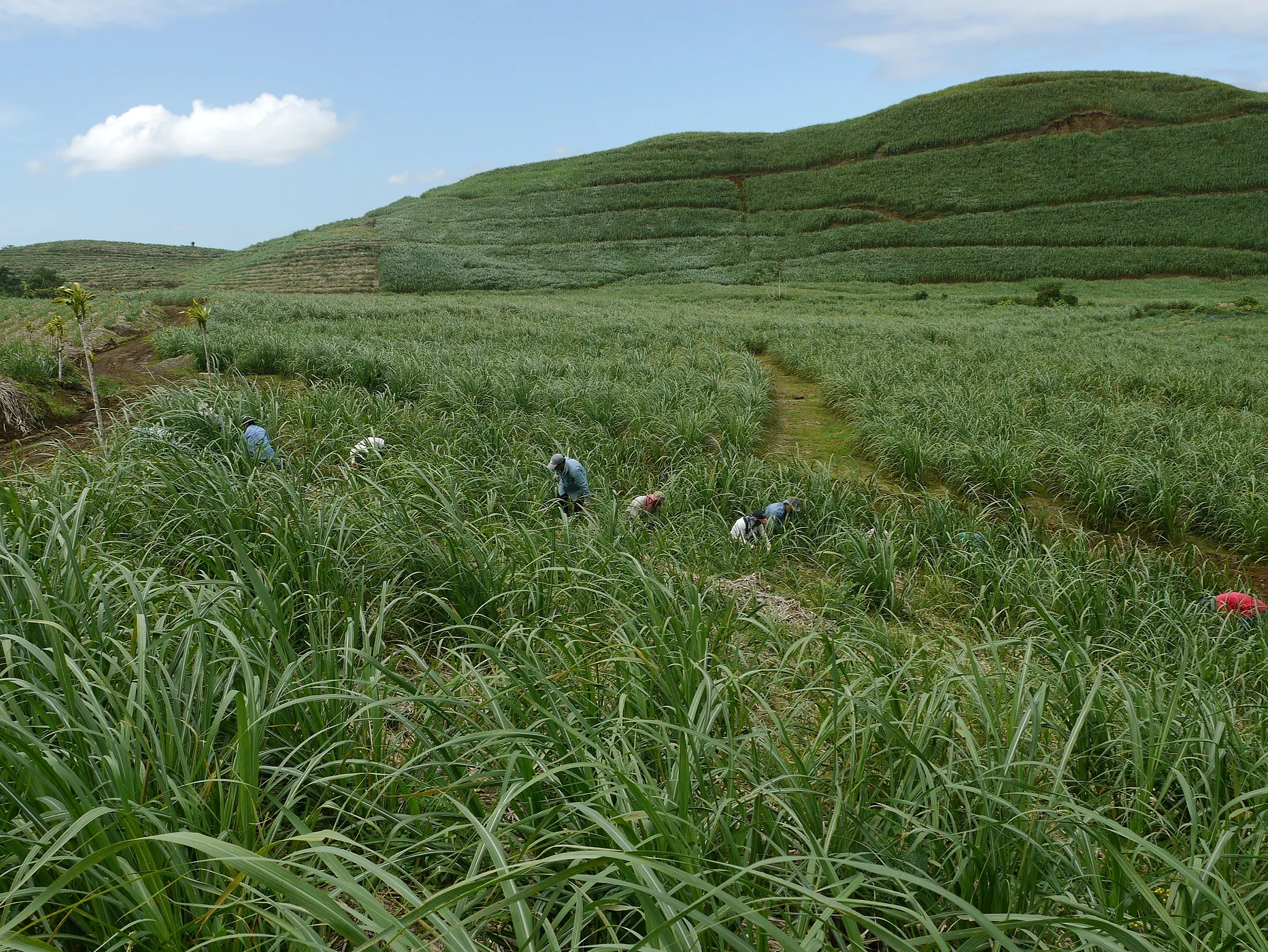 Ein weitreichendes Zuckerrohrfeld, das mit dem eigenen Dünger gedüngt worden ist. 