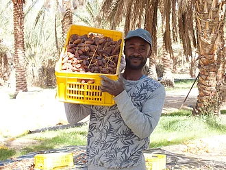 Dattelbauer mit Kiste frisch geernteter Datteln in einer Parzelle von CCF.