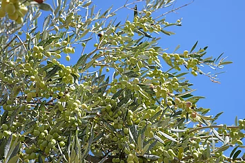 Frische Oliven hängen am Olivenbaum, im Hintergrund strahlend blauer Himmel – Grundlage für Rapunzel Bio-Olivenöl aus kontrolliert biologischem Anbau.