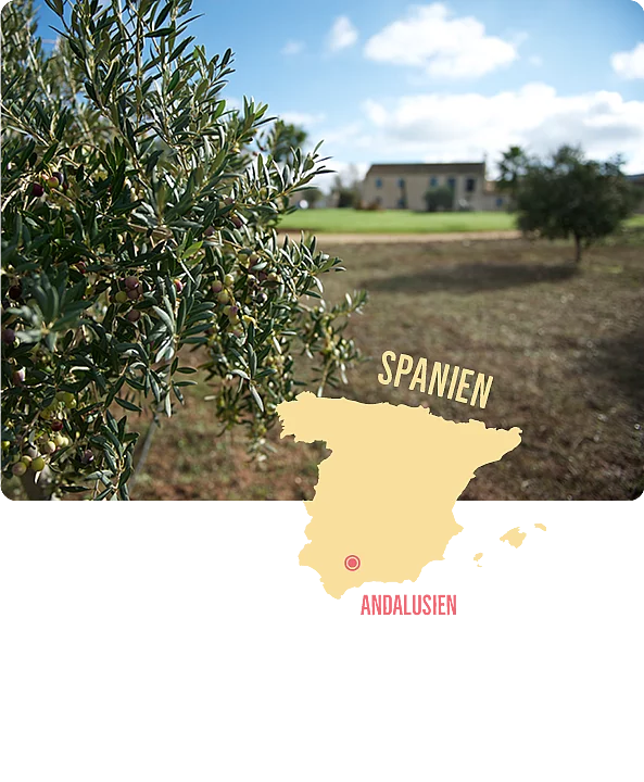 Olivenanbau in Andalusien – Finca La Torre im Hintergrund. Detailaufnahme eines Olivenbaums im Vordergrund, dahinter verschwommen die Gebäude der Finca La Torre in der andalusischen Landschaft – Symbol für nachhaltigen Olivenanbau.