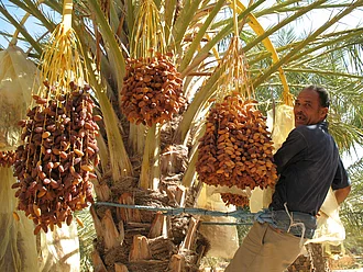 Ein Dattelbauer, der eine Palme hochgeklettert ist, um dort die Früchte mit einer Sichel zu schneiden.