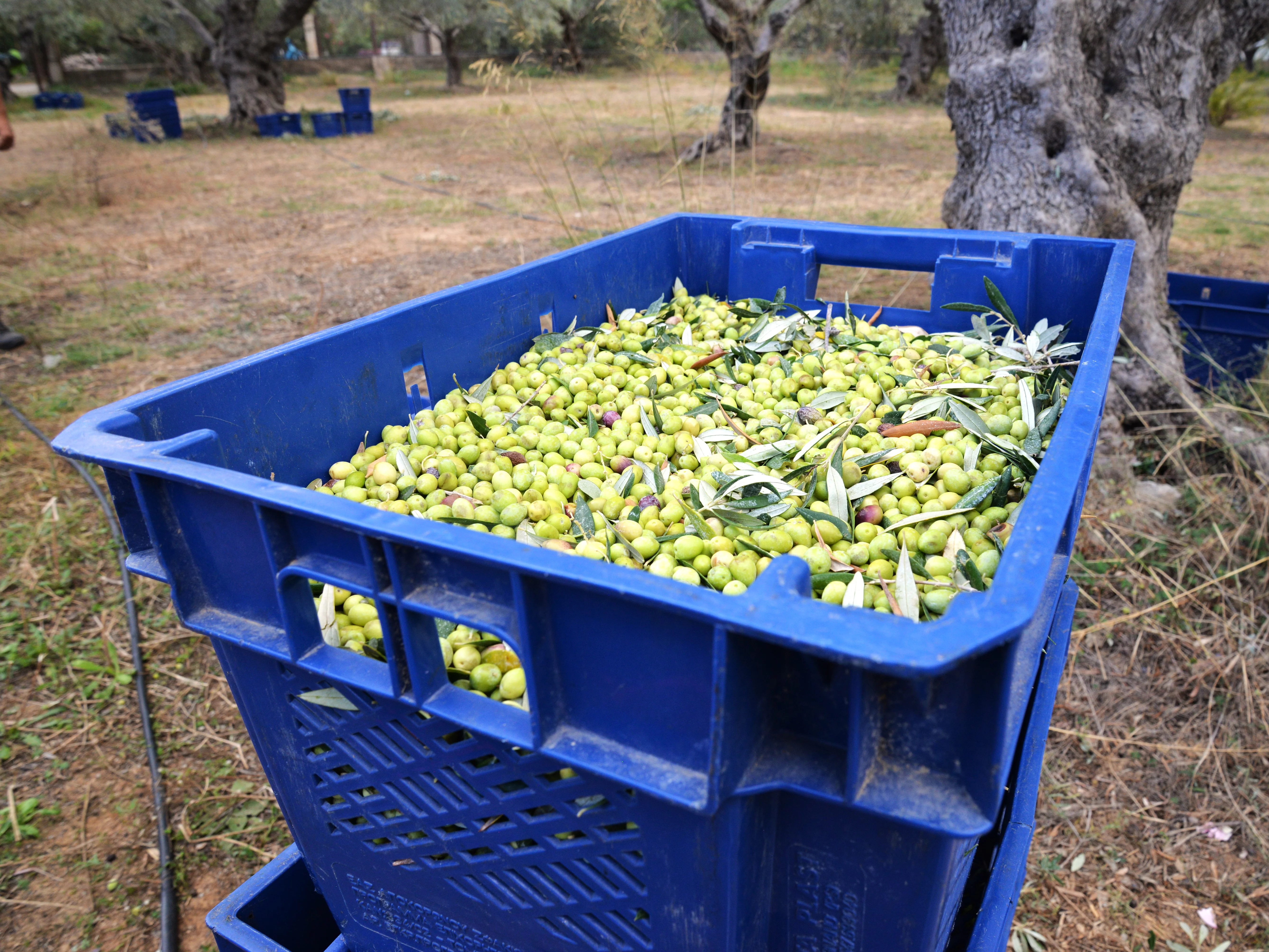 Transportkisten mit frisch geernteten Oliven auf Kreta. Frisch geerntete Oliven in kleinen Transportkisten in Kolympari auf Kreta – Vorbereitung für die Herstellung von Rapunzel Olivenöl.