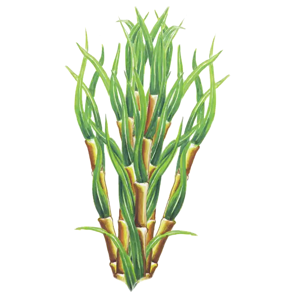 Illustration einer Zuckerrohrpflanze. 