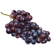 Illustration von lila Weintrauben. 