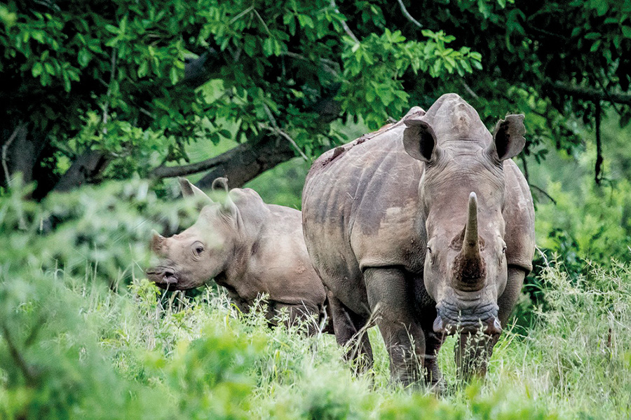 Schutz der Nashörner – Global Nature Fund, Südafrika Schutz der Nashörner – Global Nature Fund, Südafrika