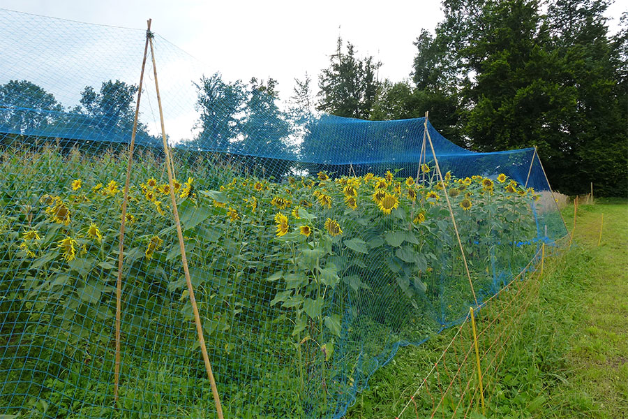 Nets are used in order to preserve certain traits and to avoid crossbreeding with other plants.