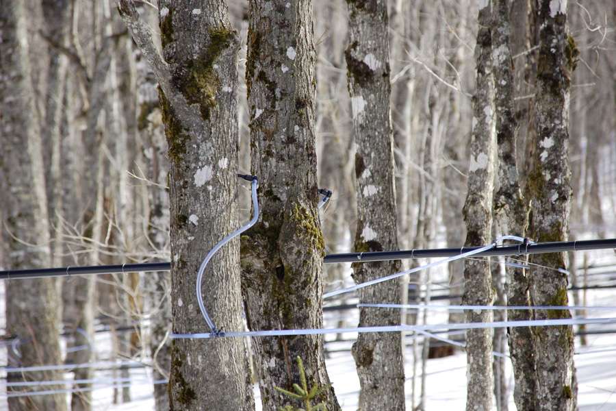 The maple sap trickles through tubes into a collection container.