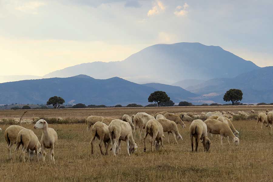 An das Klima gut angepasste Segureña Schafe weiden auf den Flächen 