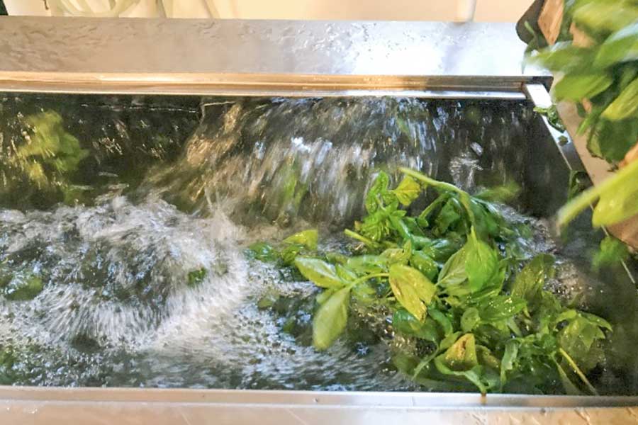 Directly after the harvest, the basil is thoroughly washed