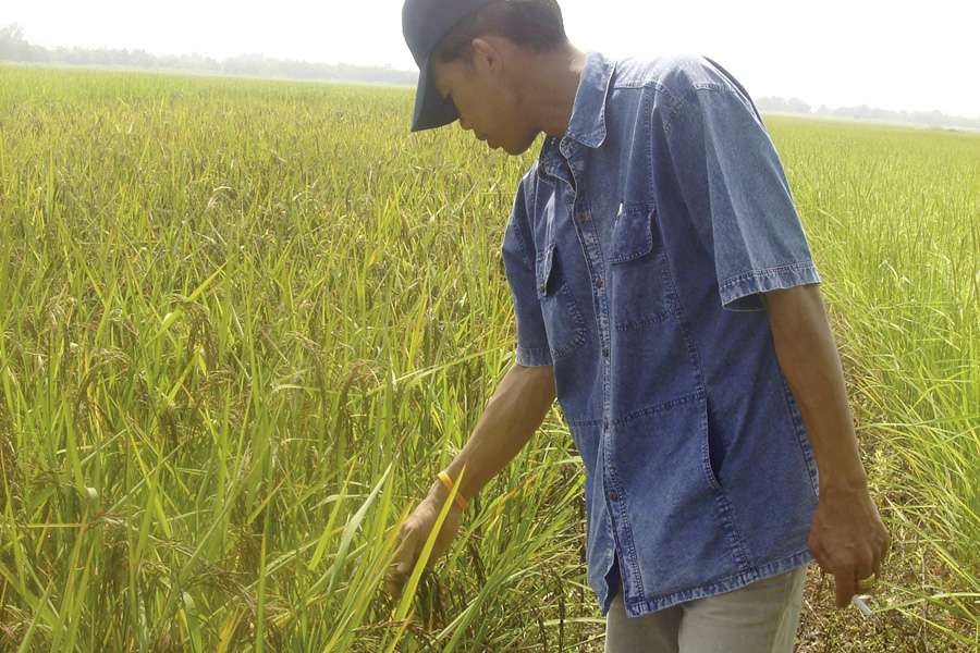 Prüfung der Reife der Reisrispen