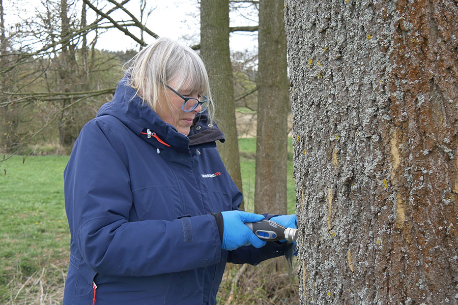 Scientist Dr. Maren Kruse-Plaß removes tree bark