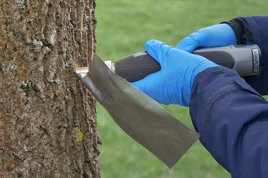Scientist Dr. Maren Kruse-Plaß removes tree bark for the examination of pesticide substances 
