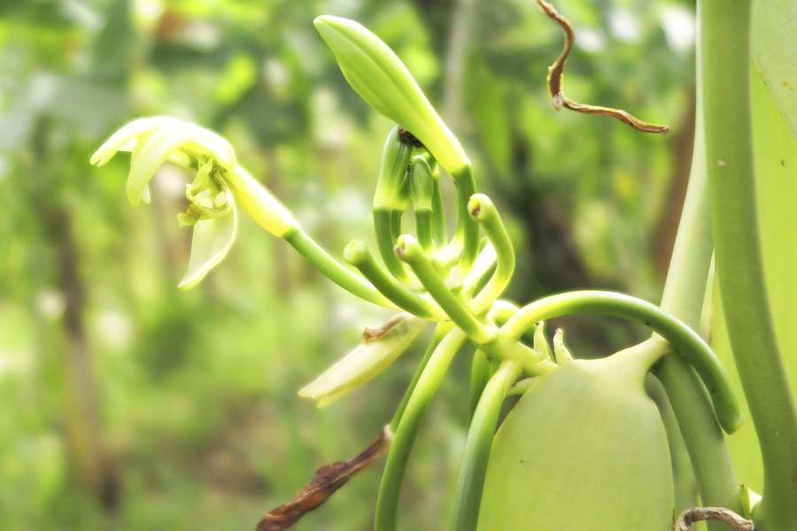 Die bereits bestäubte Blüte einer Vanillepflanze.