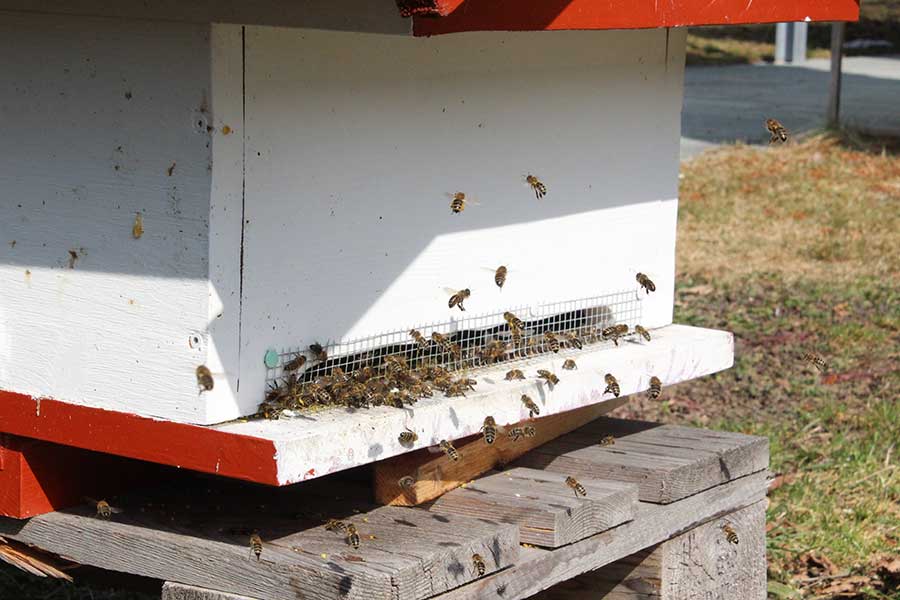 Wenn die Bienen-Völker gut über den Winter gekommen sind, dann drehen sie nun ihre erste Runde. Bereits im März tragen Bienen schon ersten Pollen ein. Wenn die Bienen-Völker gut über den Winter gekommen sind, dann drehen sie nun ihre erste Runde. Bereits im März tragen Bienen schon ersten Pollen ein.