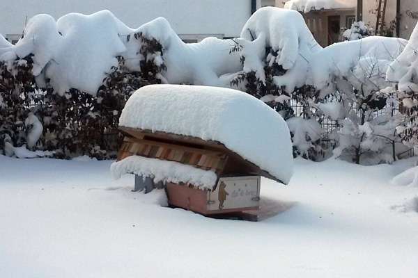 Wenn die Außentemperaturen unter 8 - 10 Grad fallen, verlassen die Bienen ihren Stock nicht mehr. Unsere Bienen haben im Sommer fleißig Vorrat eingelagert, so dass sie genügend Proviant und Heizmaterial für den Winter haben. Wenn die Außentemperaturen unter 8 - 10 Grad fallen, verlassen die Bienen ihren Stock nicht mehr. Unsere Bienen haben im Sommer fleißig Vorrat eingelagert, so dass sie genügend Proviant und Heizmaterial für den Winter haben.