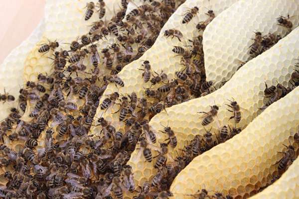 Bienenecke mit Marcus Haseitl Bienenecke mit Marcus Haseitl