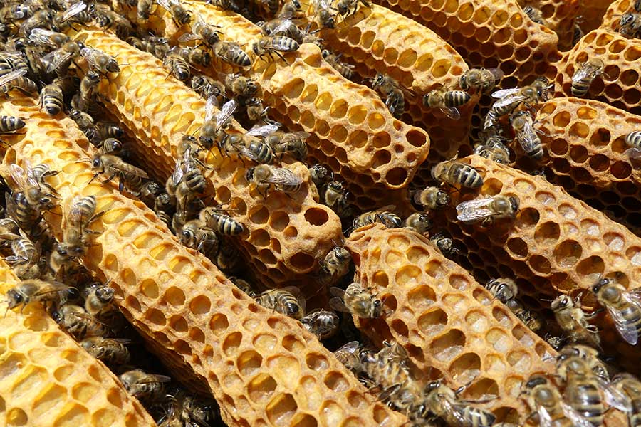 Es ist die sogenannte „Schwarmzeit“. Kräftige Bienenvölker nutzen den Überfluss an Nektar und Pollen um sie zu teilen. Etwa die Hälfte der Bienen zieht mit der (alten) Königin aus. Es ist die sogenannte „Schwarmzeit“. Kräftige Bienenvölker nutzen den Überfluss an Nektar und Pollen um sie zu teilen. Etwa die Hälfte der Bienen zieht mit der (alten) Königin aus.