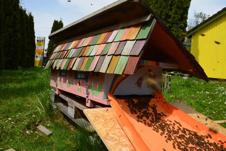 Ein neues Volk zieht ein. Man befestigt ein großes Tuch am Flugloch der Bienenkiste, legt ein breites Brett darunter, auf das die Bienen geschüttet werden. Nach und nach laufen die Bienen in ihr neues Heim ein. Ein neues Volk zieht ein. Man befestigt ein großes Tuch am Flugloch der Bienenkiste, legt ein breites Brett darunter, auf das die Bienen geschüttet werden. Nach und nach laufen die Bienen in ihr neues Heim ein.