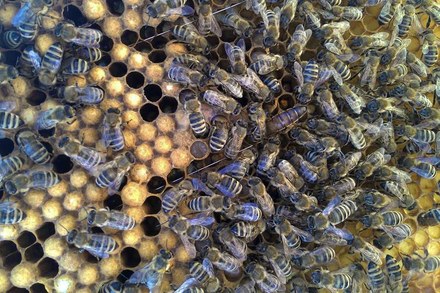 Es ist höchste Zeit bei den Bienen reinzuschauen: Legt die Bienenkönigin auch schon fleißig Eier? Es ist höchste Zeit bei den Bienen reinzuschauen: Legt die Bienenkönigin auch schon fleißig Eier?