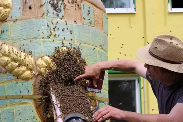 20.000 Bienen marschierten im Mai 2015 durch das kleine Flugloch in ihr neues Zuhause.