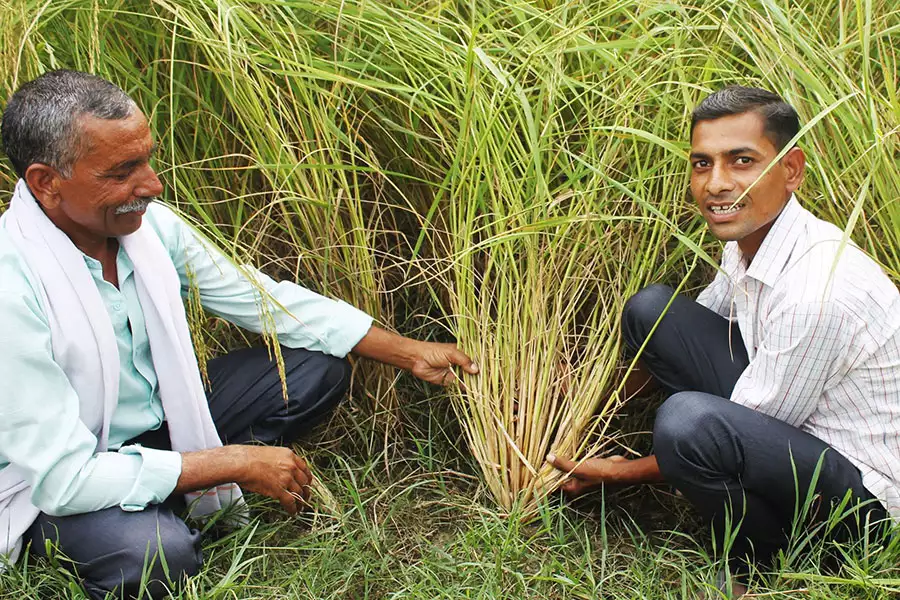 Stolz zeigen die Bio-Reisbauer das gesunde Wachstum der Pflanzen