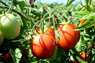 Die neue Bio-Saatgut-Sorte für Rapunzel Tomaten-Saucen: MAURO ROSSO