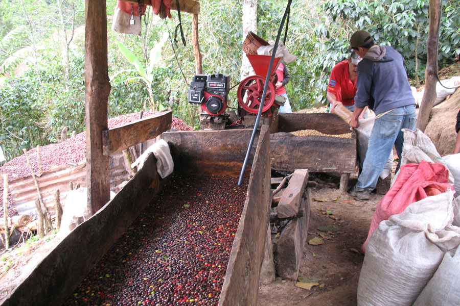 Beim Arabica-Kaffee werden die Kaffeebohnen zunächst aus der Kirsche ausgelöst. Dies erfolgt im „Nass-Verfahren“, d. h. die Bohne wird gewaschen, aus dem Fruchtfleisch geschält, fermentiert und getrocknet.
