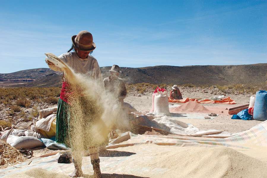 Ökologische Landwirtschaft: Quinoa – Asociación Anapqui, Bolivien