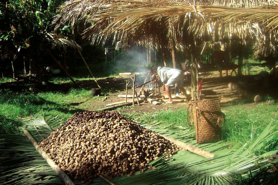 Einkommensquelle schaffen: Paranüsse – Arbeitsgemeinschaft Regenwald und Artenschutz, Brasilien