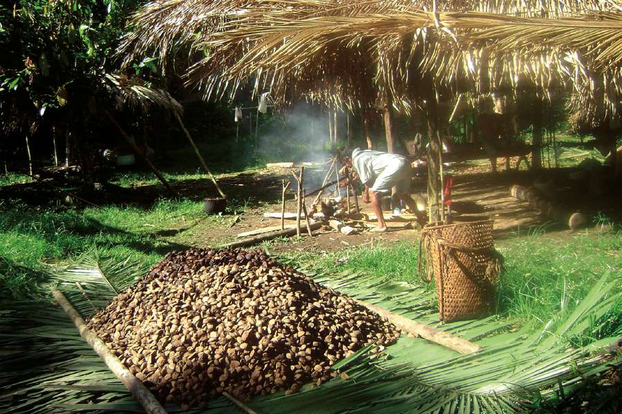 On the Nut Trail, Brazil