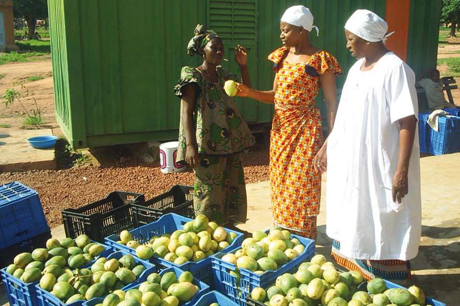 Qualitätskontrolle und Ankauf der Mangos
