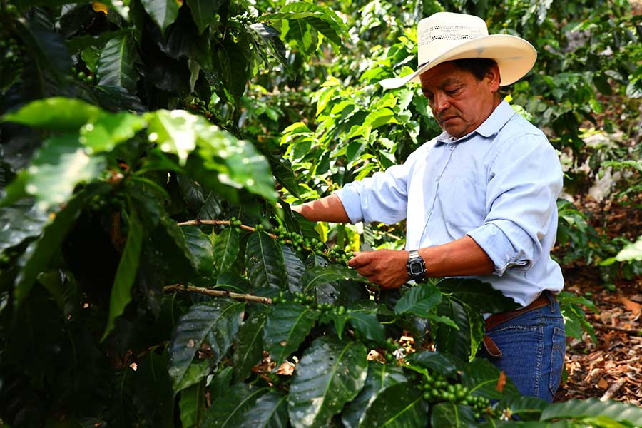 Antonio Hernández Velasco, coffee farmer of the Unión de la Selva Cooperative