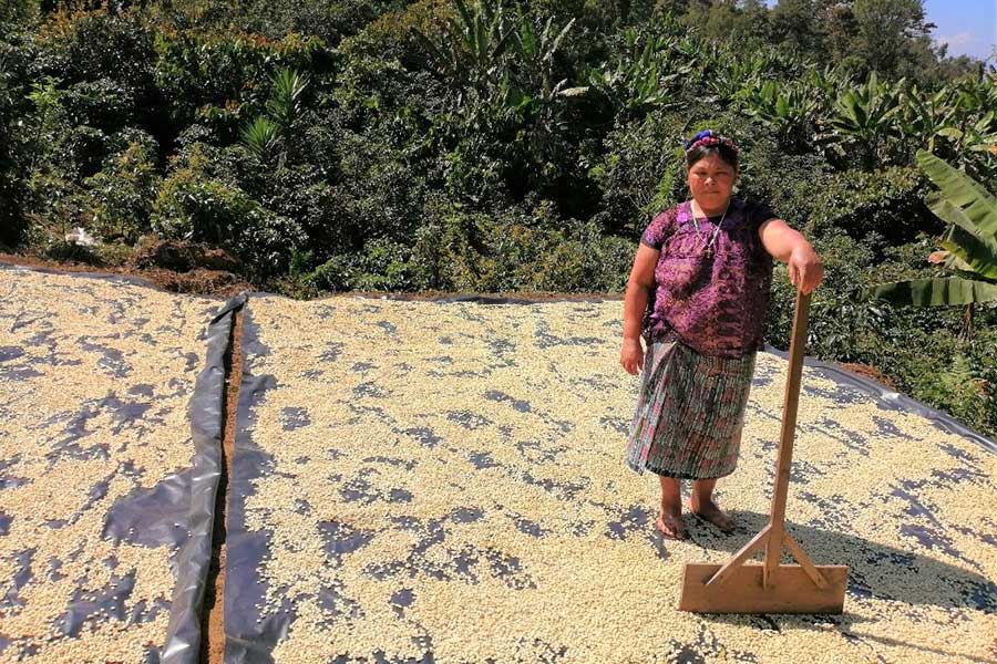 Coffee farmer Candelaria Vargas Escobar dries her coffee beans