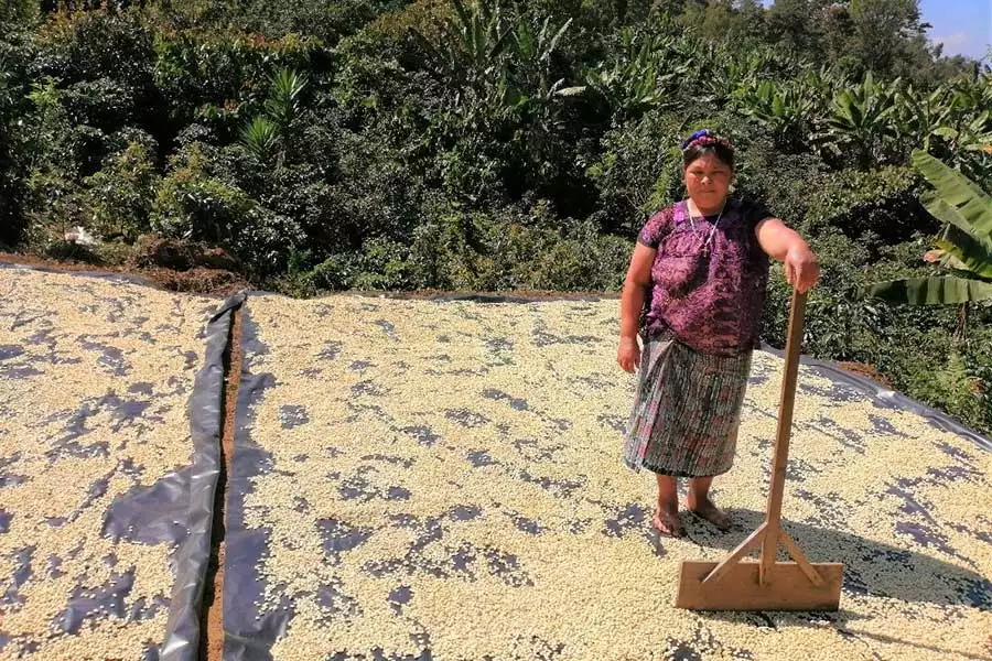 Kaffeebäuerin Candelaria Vargas Escobar trocknet ihre Bohnen