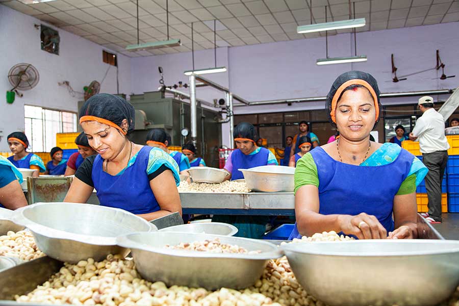 Female workers are responsible for the excellent quality of the peeled cashew kernels