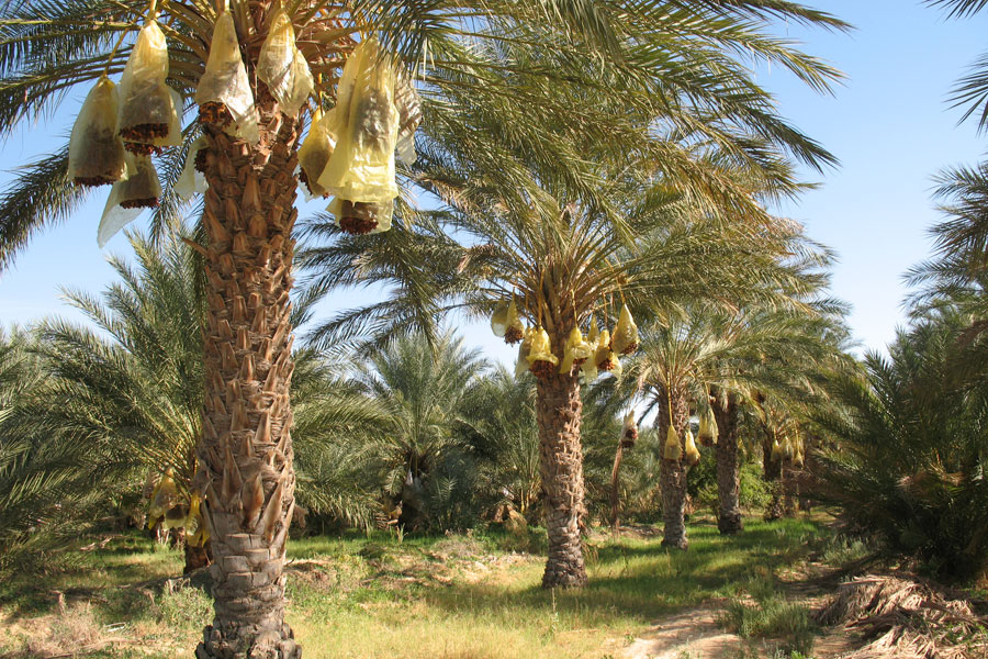 Eine Palme erbringt pro Ernte bis zu 200 kg Datteln.