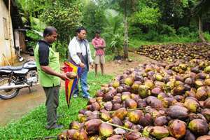 Kokosnüsse reifen nach der Ernte noch bis zu drei Wochen nach