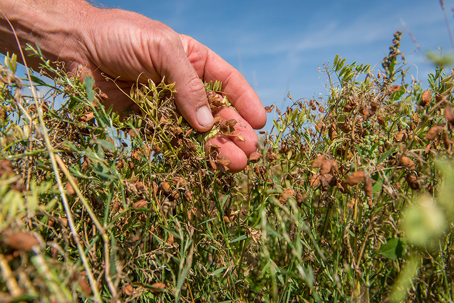 Die biologisch erzeugten Linsen in der Schote sind reif für die Ernte. Die biologisch erzeugten Linsen in der Schote sind reif für die Ernte.