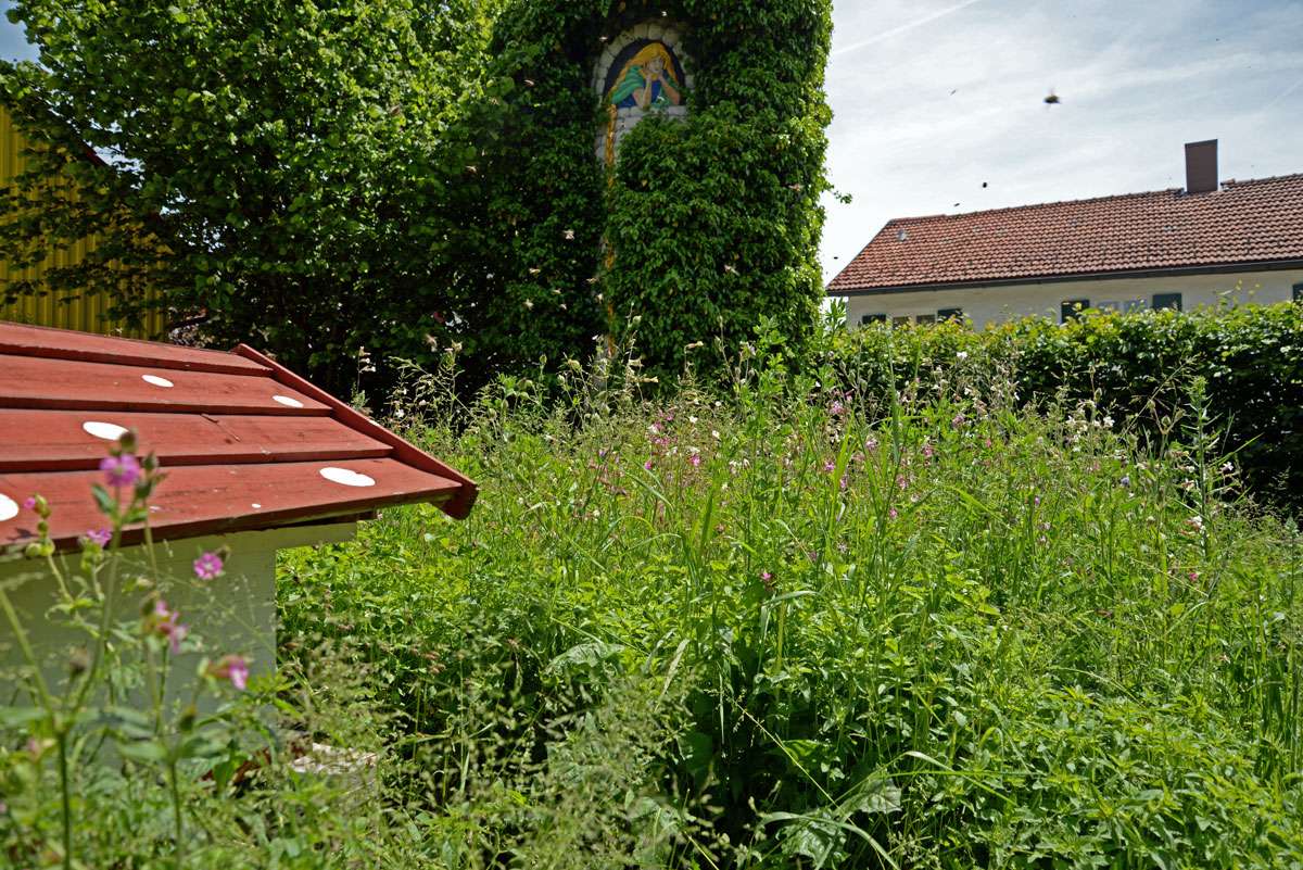 Blühangebot für Bienen schaffen. Damit es auch weiterhin so schön bunt blüht, schaffen die Rapunzel Mitarbeitenden regelmäßig neue Blühangebote für die Bienen. Blühangebot für Bienen schaffen. Damit es auch weiterhin so schön bunt blüht, schaffen die Rapunzel Mitarbeitenden regelmäßig neue Blühangebote für die Bienen.