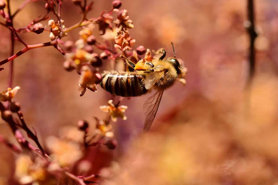 Werden Sie aktiv: Bienen & Bauern retten Werden Sie aktiv: Bienen & Bauern retten